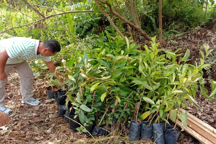 Tawau soon to have gardens full of wildlife’s favourite food… figs