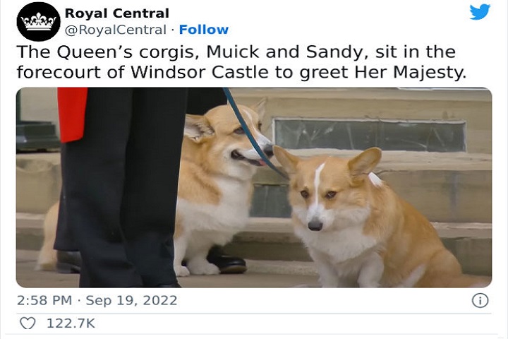 Sugul… a photo of Queen Elizabeth II’s two beloved dogs waiting for the arrival of the deceased’s coffin went viral