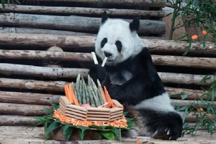 The giant panda Lin Hui died of a blood clot due to age