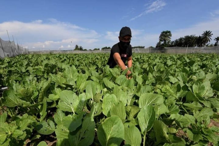 Budget 2026: Agricultural subsidies amount to RM2.62 billion, highest in history Budget 2026: Agricultural subsidies amount to RM2.62 billion, highest in history