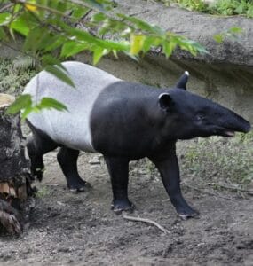 Tapir with black head and front half and gray back standing on dirt beside a log in a garden-like enclosure.