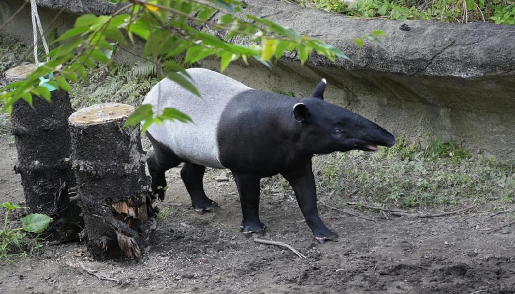 Tapir with black head and front half and gray back standing on dirt beside a log in a garden-like enclosure.